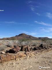 Petrified Forest