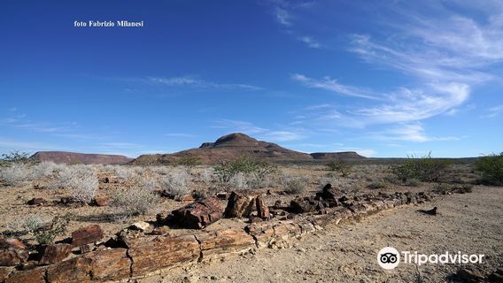 Petrified Forest