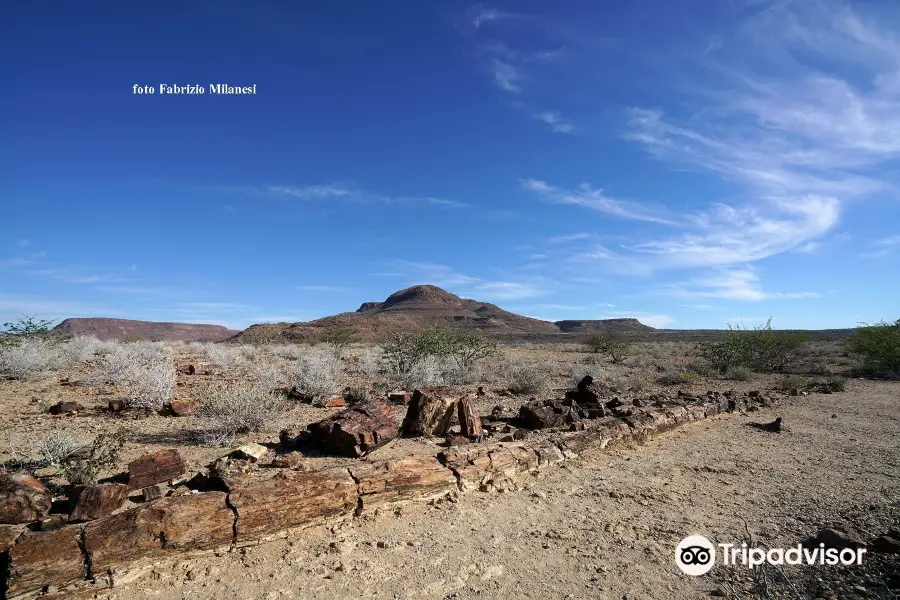 Petrified Forest