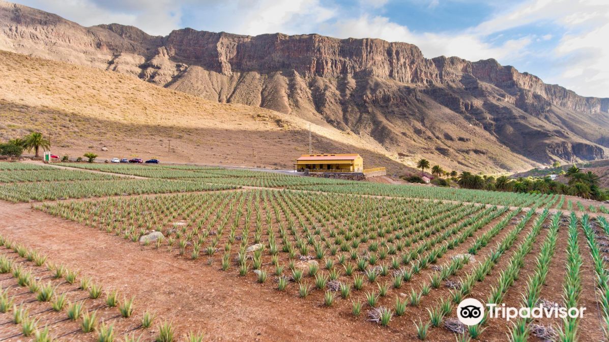 Finca Canarias Aloe Vera Tickets [2026] - Promos, Prices, Reviews & Opening  Hours | Trip.com