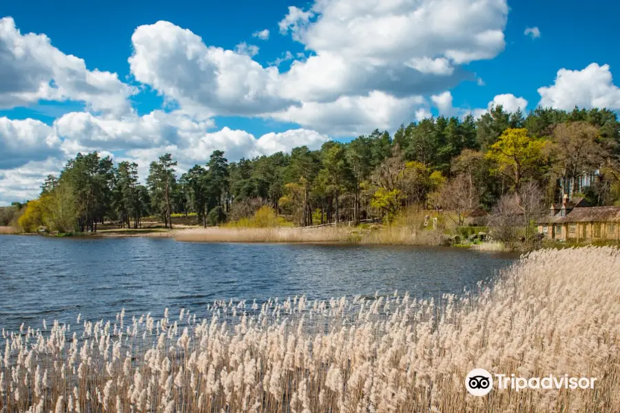 Frensham Little Pond