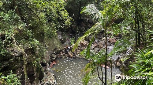 Purling Brook Falls, Springbrook National Park