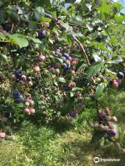 Wildwood Berry Farm