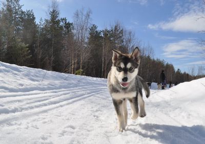 Havumetsän Huskyt