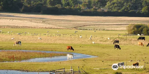 Nosterfield Nature Reserve