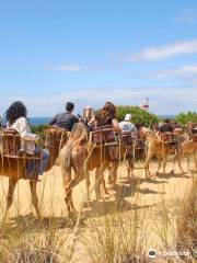 Aires Africanos - Ecoturismo en camello por Doñana