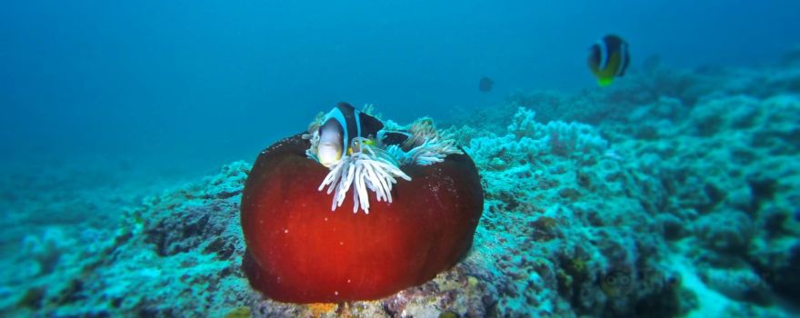 Dodo Divers