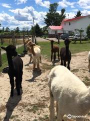 Les Alpagas de Willow Lane Alpacas