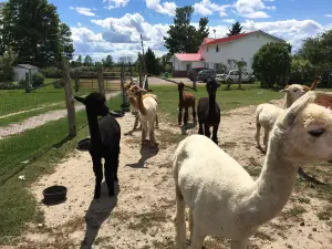 Les Alpagas de Willow Lane Alpacas