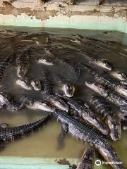 Insta-Gator Ranch & Hatchery