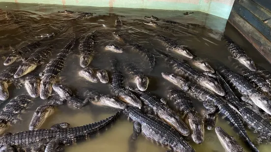 Insta-Gator Ranch & Hatchery