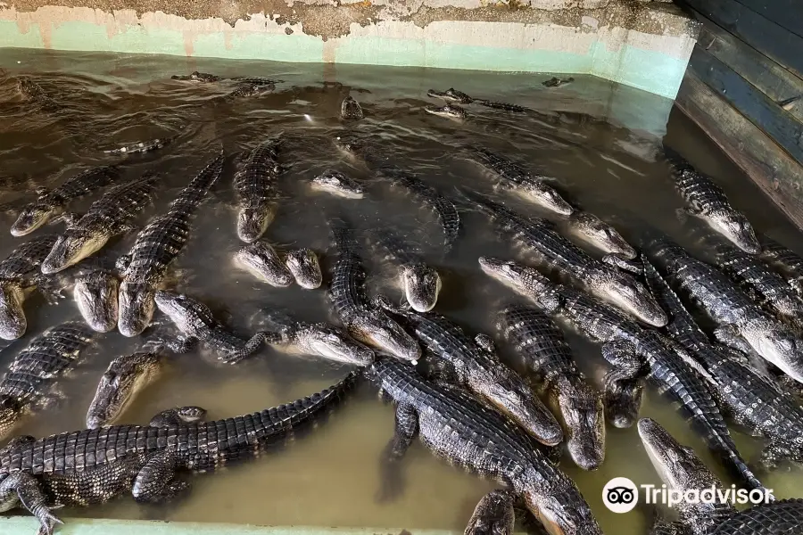 Insta-Gator Ranch & Hatchery