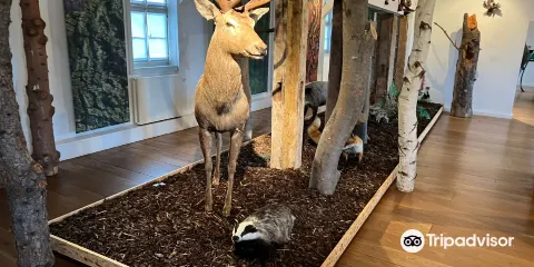 Naturhistorisches Museum Schloss Bertholdsburg