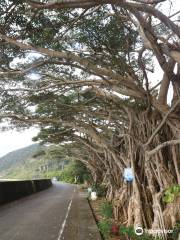 Shirahama Beach