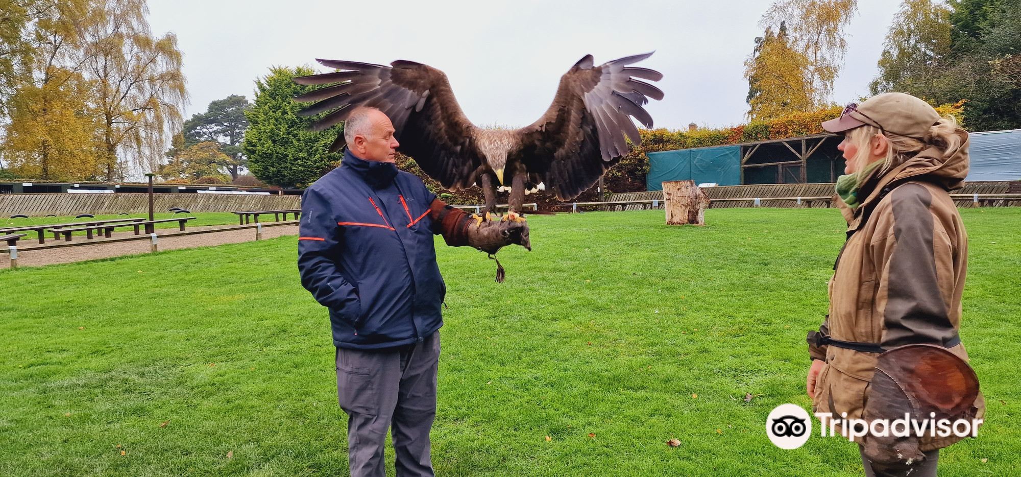 Half Day Birds of Prey Experience Thirsk Birds of Prey Centre