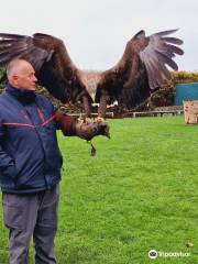 Falconry UK Thirsk Birds of Prey Centre