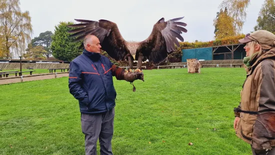 Falconry UK Thirsk Birds of Prey Centre