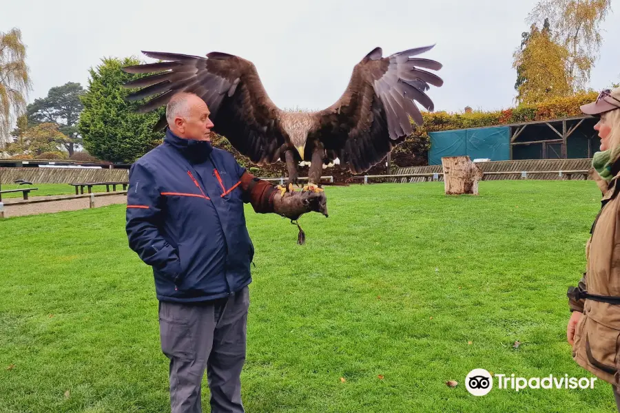 Thirsk Birds Of Prey Centre