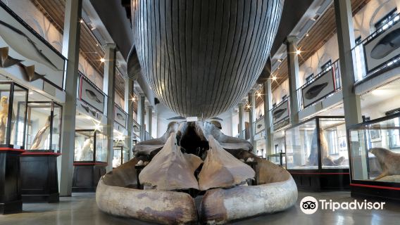 Sandefjord Museum
