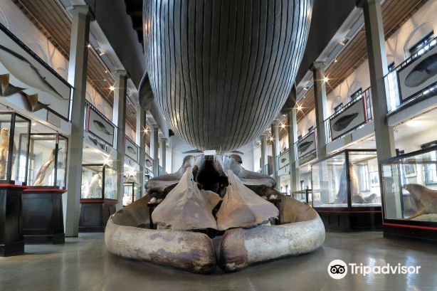 Sandefjord Museum