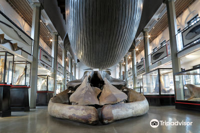 Sandefjord Museum