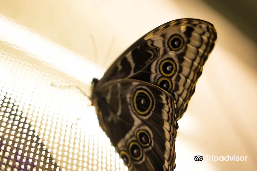 Live Butterfly Museum