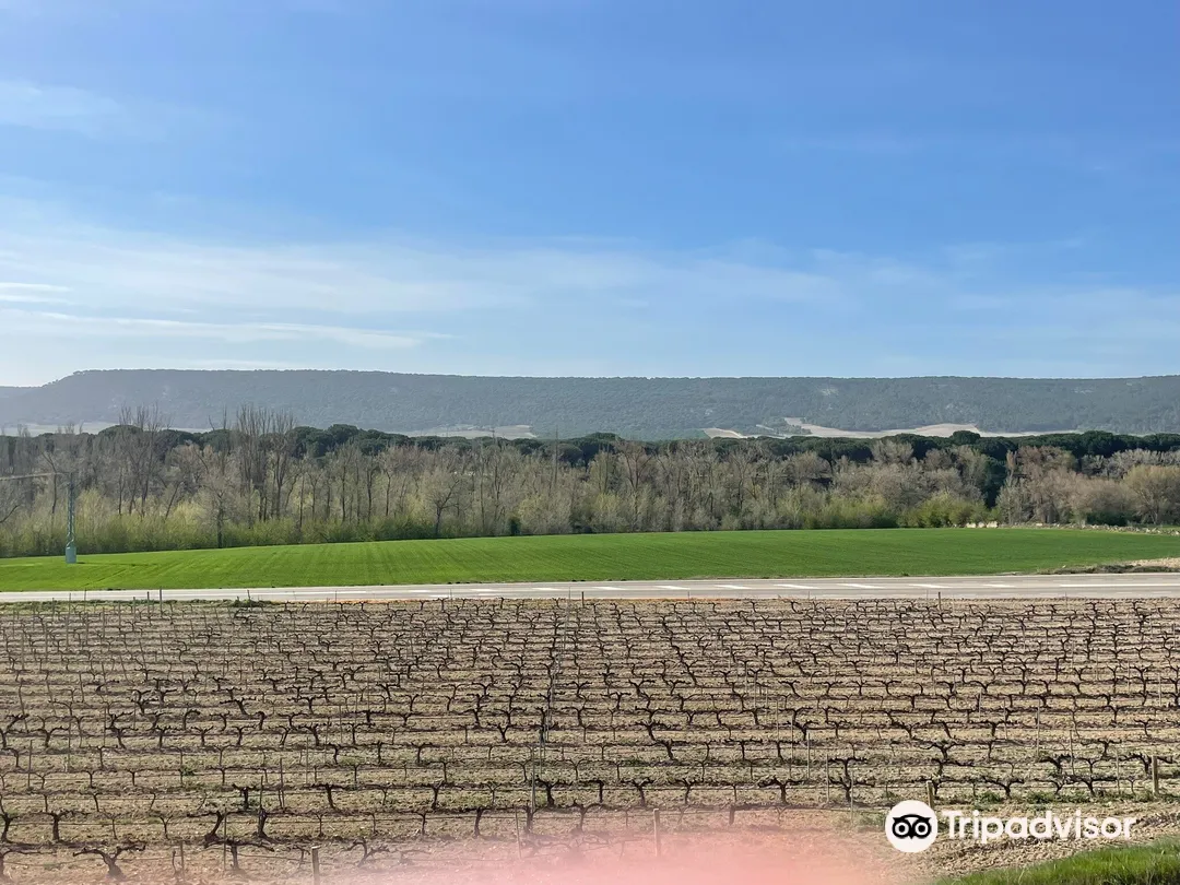 5_Bodega Matarromera