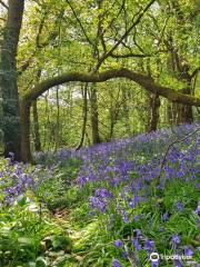 Littleheath Woods