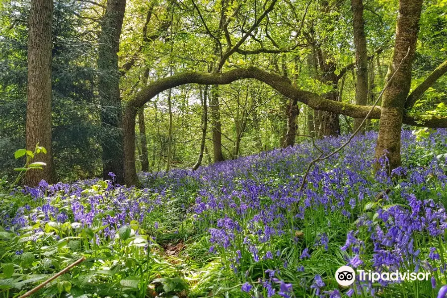 Littleheath Woods