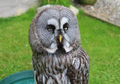 Battlefield Bird of Prey Centre