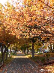 Shiroishi Cycling Road