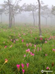 Kra Jiao Flower Field