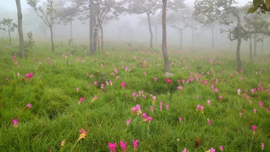 Kra Jiao Flower Field