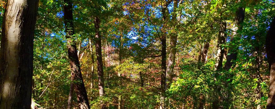 Cheesequake State Park