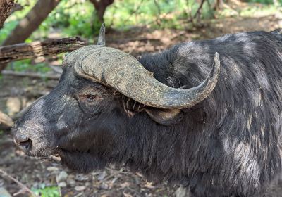 KWS-Kisumu Impala Sanctuary