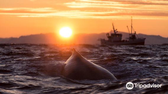 아크틱 어드벤처 노르웨이