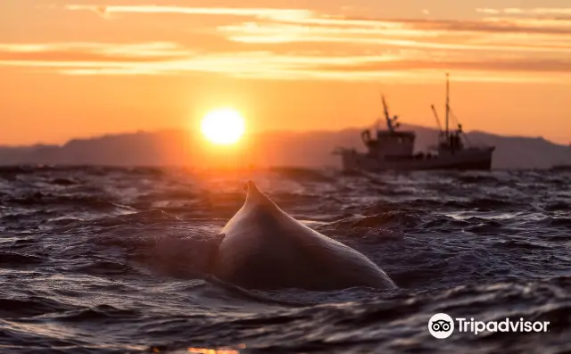 Whale Watching At Sea in Tromso