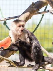 Monkey Haven - Primate Rescue Centre