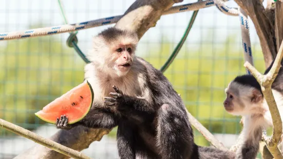 Monkey Haven - Primate Rescue Centre