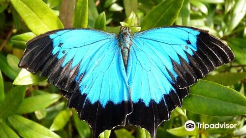 Coffs Harbour Butterfly House