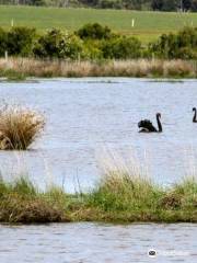 Fisher's Wetland