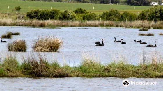 Fisher's Wetland