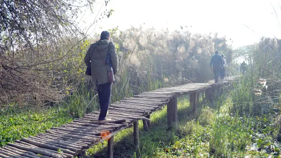 Okhla Bird Sanctuary