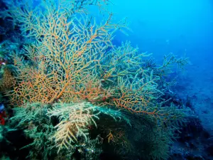 Centro de Buceo Branquias en Carboneras Almería