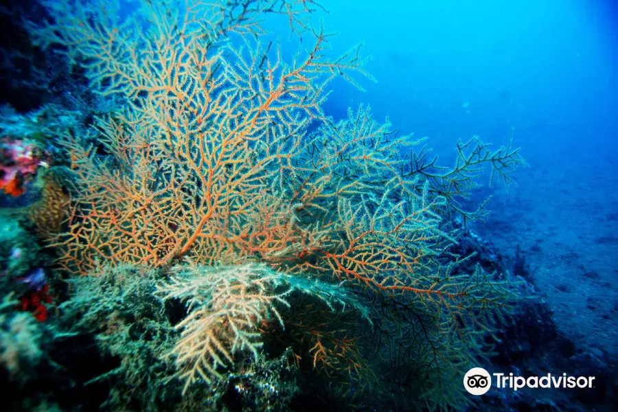 Centro de Buceo Branquias