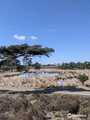 Parco nazionale De Zoom-Kalmthoutse Heide