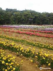 Hakkeisan Freesia Farm