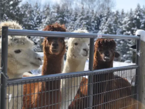 Old Mill Alpacas