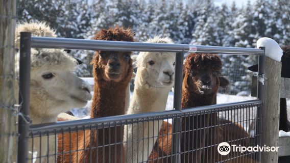 Old Mill Alpacas