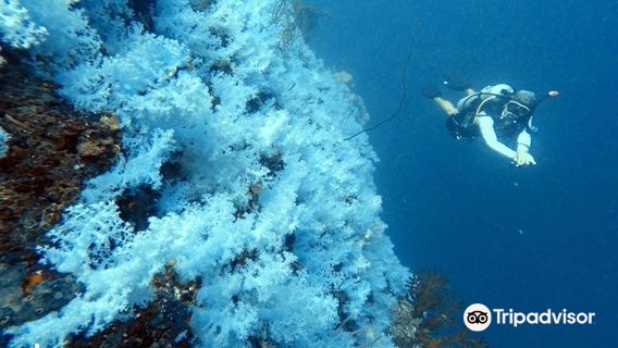 Dive Academy Fiji